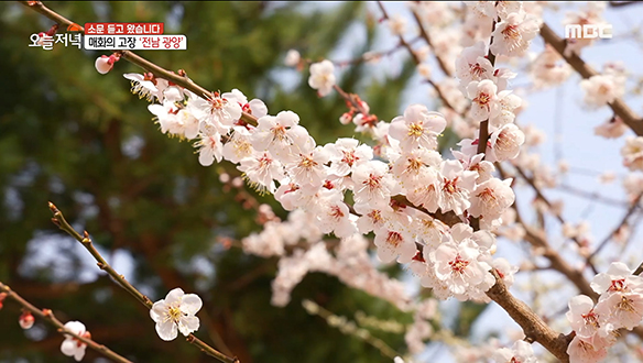 매화의 고장! 전남 광양의 핫플레이스 '매화마을'