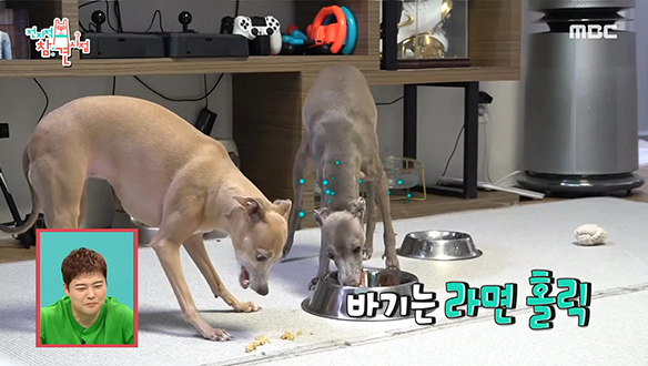 허당미 뿜뿜 윤박과 반려견들의 라면 먹방♨ (feat. 강아지 라면)