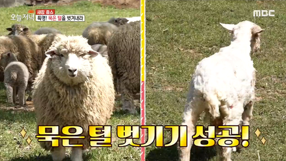 목장 봄맞이 단장 시작!  1년 묵힌 '양털 깎기' &  '양 떼 몰기' 클립 이미지