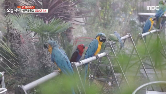 앵무새들의 천국! 앵무새를 위한 온실이 있는 카페🦜 클립 이미지