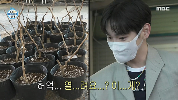 대파에 이어 샤인머스캣 재배 열풍을 이끌 샤이니 키?!  클립 이미지