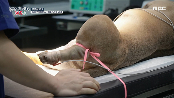 TPLO 수술은 뛰지 못하는 '타쿠'에게 꼭 필요한 과정! 클립 이미지