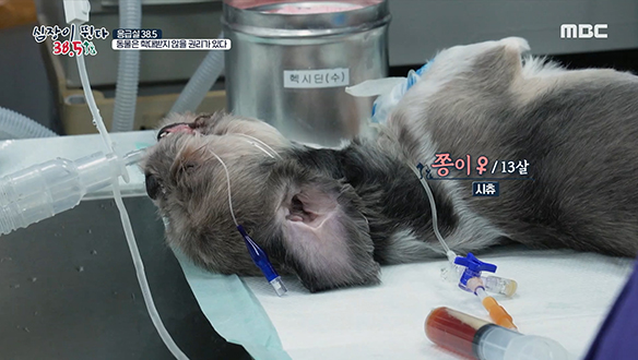 13살 노견 '쫑이'의 생명이 달린 종양 제거 수술! 클립 이미지