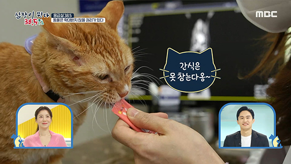 고양이 전문 동물 병원의 마스코트! 망부석 고양이 '포포' 클립 이미지