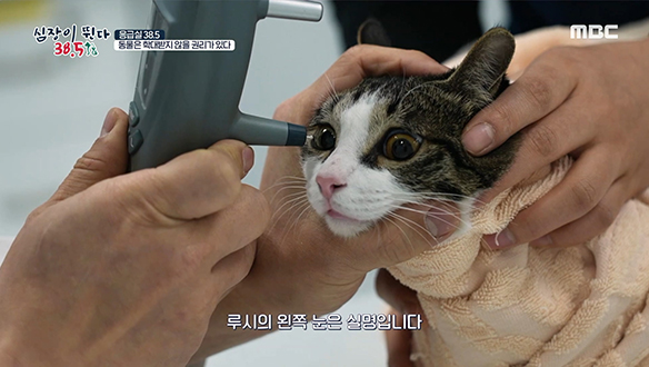 장난기 가득한 길고양이 '루시'에게 도대체 무슨 일이? 클립 이미지