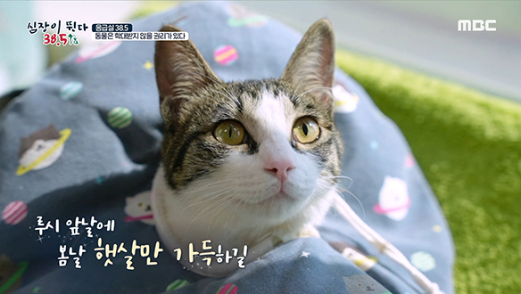 세발로 꿋꿋이 딛고 걷는 '루시'의 새 출발을 응원합니다♥ 클립 이미지