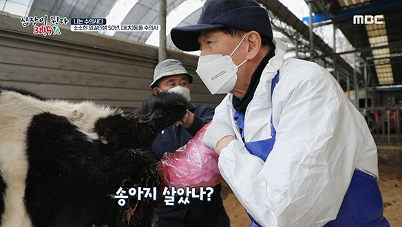 50년 동안 소만 돌봐온 김영찬 수의사는 낙농가의 아버지? 클립 이미지