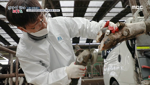 발굽 질병에 취약한 젖소에게 발굽 치료는 필수! 클립 이미지
