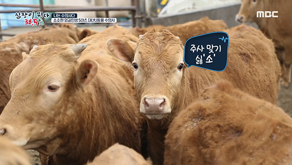 개인 시간을 줄여가며 공중방역에 힘을 쏟고 있는 '소벤져스' 클립 이미지