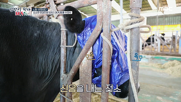 별도의 수술실 없이 현장에서 진행 되는 대(大)동물 긴급 수술 클립 이미지