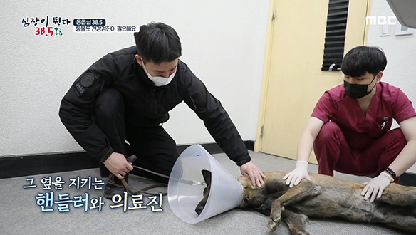 반려동물도 사람처럼 건강검진이 필요하다?! 클립 이미지