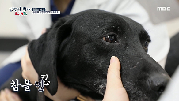 스타犬 '소백이'는 험한 현장에서 활동하는 119 인명 구조견! 클립 이미지