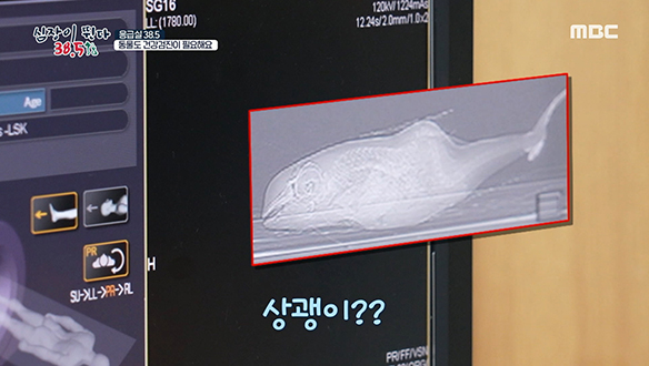 자유롭게 바다를 헤엄치던 '상괭이'가 왜 동물병원에? 클립 이미지