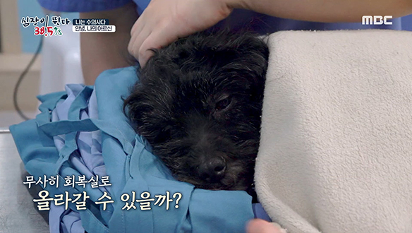 노령견 '까뮈'의 수술은 시간과 체온 싸움! 클립 이미지