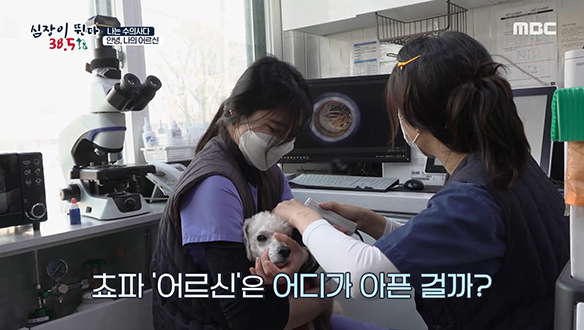 보호자들의 더 많은 관심과 손길이 필요한 노령 동물들 클립 이미지