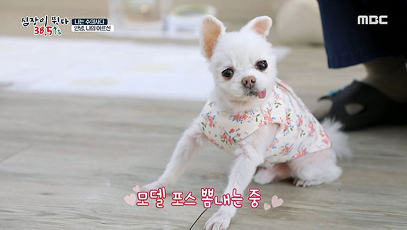 저마다의 사연을 품은 동물병원 친구들  클립 이미지