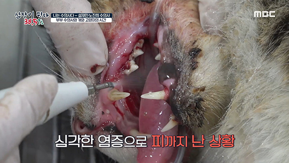 치주염X구내염X흡수성염이 동시에 발생한 길고양이 '초코' 클립 이미지