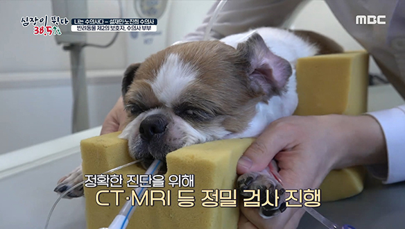 형제 견에서 발견된 부신종양이 '꾸식이'에게도? 클립 이미지