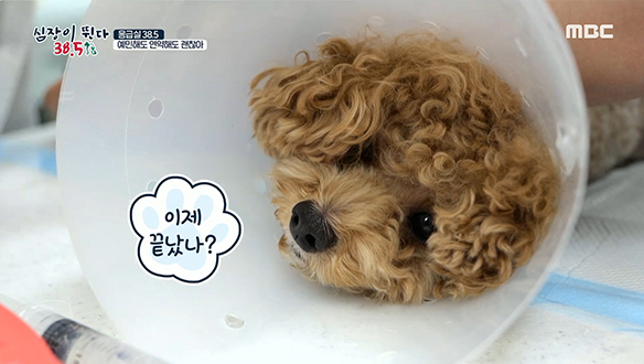 펫티켓 꼭 지켜! 산책 중 개 물림 사고 당한 '자몽'이는 치료 中 클립 이미지