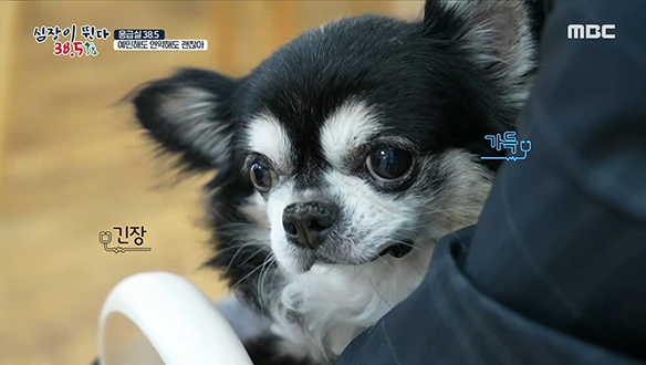 까만 털이 매력적인 '짱구'는 동물병원 단골손님?! 클립 이미지