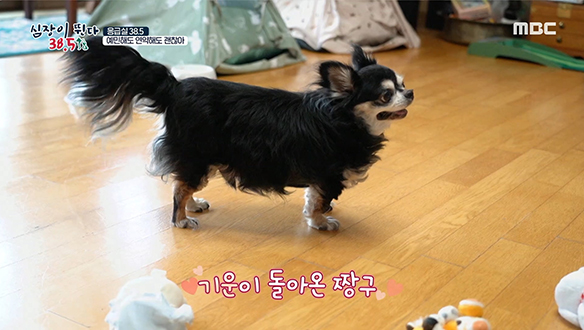 무사히 수술을 마친 '짱구', 가족들과 오래오래 행복하기를♥ 클립 이미지