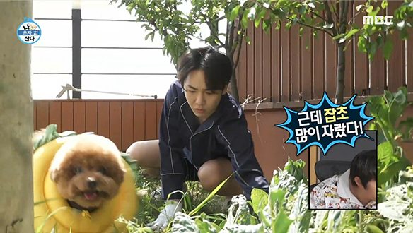 텃밭관리 더 이상 미룰 수 없다! 식집사 키 출동! 클립 이미지