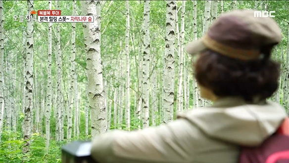 강원도 인제의 대표 힐링 스폿! '자작나무 숲' 클립 이미지