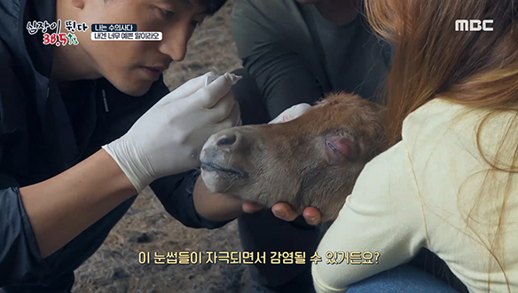 엄마 껌딱지 조랑말 리마를 괴롭히는 '안검내반증' 치료법은? 클립 이미지