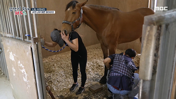 발굽에 있는 혈관이 괴사되는 제엽염으로 고통받고 있는 '루시' 클립 이미지