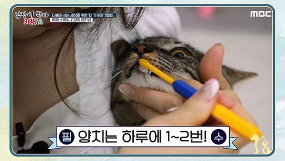 가수 이보람에게 배우는 '해피 스마일 고양이 양치법'＜'더 가까이' 캠페인＞ 클립 이미지