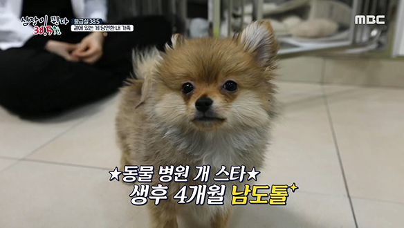 동물병원 응급실을 들썩이게 만드는 슈퍼스타 '남도톨'의 하루♪ 클립 이미지