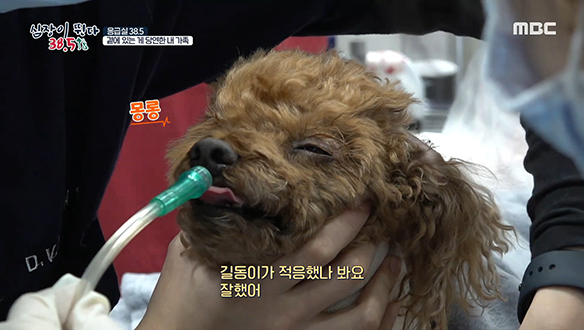 암 투병 속에서도 밝고 활기찬 '홍길동', 노부부의 간절한 바람은 통했을까? 클립 이미지