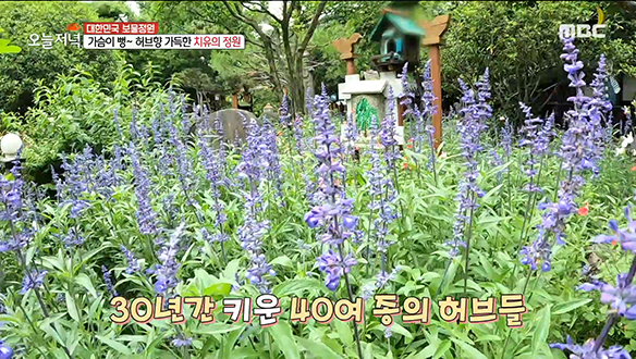 몸과 마음 치유하는 향긋한 허브향이 가득한 '치유의 정원'