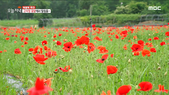 철원 관광지 하이라이트♧ '삼부연폭포' & '고석정 꽃밭'