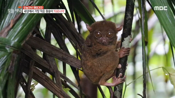 필리핀 보홀 '초콜릿힐' & 세상에서 가장 작은 원숭이 '타르시어'🐵