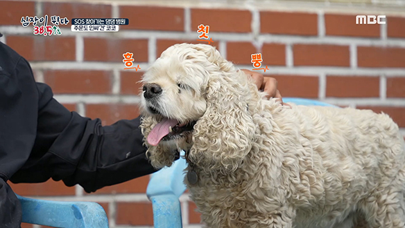 가깝고도 먼 섬 주문도의 인싸견 '코코' (feat. 반려견 섭취 금지 음식) 클립 이미지