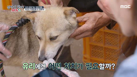 안락사 위기의 반려견 '유리'는 치료받을 수 있을까? 클립 이미지