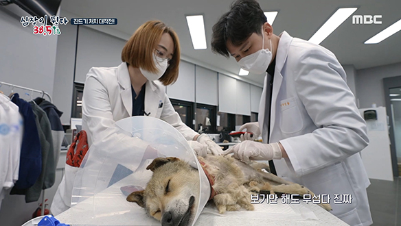 반려견 '유리'를 괴롭혀온 진드기 처치 대작전! 클립 이미지