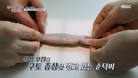 식욕 부진에 구토 증상 겪고 있는 반려 도마뱀 '순덕이'의 상태는? 클립 이미지