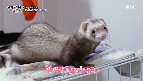 낯선 사람에게도 척척 다가가는 페럿 '제삐' & '제오' 클립 이미지