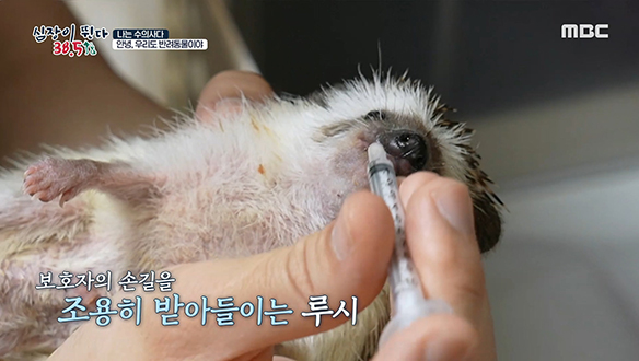 악성 종양으로 시한부의 삶을 사는 고슴도치 '루시' 클립 이미지