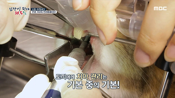 평생 이빨이 자라는 토끼에게 치아 관리는 기본 중의 기본! 클립 이미지