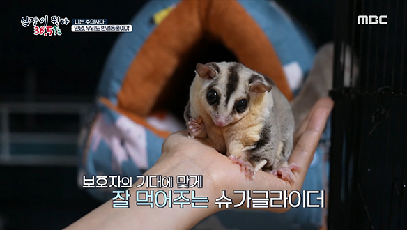 몸집이 작은 만큼 신경 쓸 부분도 많은 '슈가글라이더' 클립 이미지