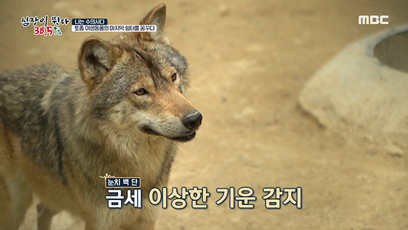 멸종위기 야생동물 1급, 한국 토종 늑대 이동 대작전☆ 클립 이미지