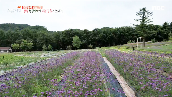 달콤한 꽃향기 가득! 평창 해발 700m 고지대 '야생화 정원' 클립 이미지
