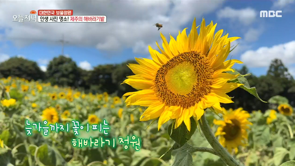 지금부터 늦가을까지! 제주도를 황금물결로 만드는 '해바라기 정원'🌻 클립 이미지