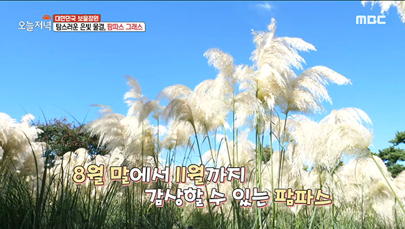 주말 방문객만 1,000여명?! 팜파스 성지로 유명한 가을 정원의 정체는? 클립 이미지