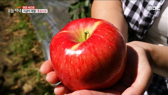 농사꾼의 땀과 결실이 알알이 맺힌 '홍로사과'는 지금이 제철! 클립 이미지