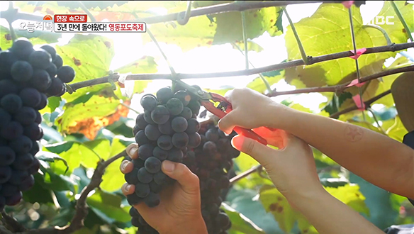 3년 만에 돌아왔다! 다양한 오감 만족 체험 가능한 '영동포도축제' 클립 이미지