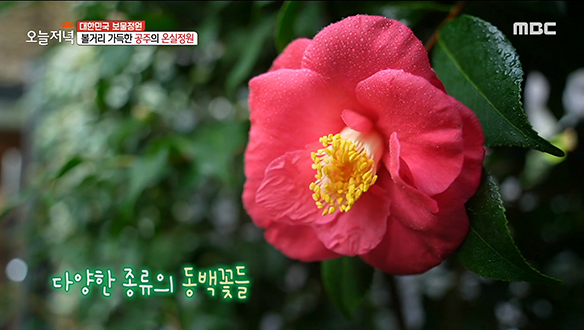 다양한 종류의 동백꽃부터 이국적인 야자나무까지! 볼거리 가득한 '온실정원' 클립 이미지